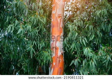 The eucalyptus tree is one of the most famous endemics of Australia. The red trunk and leaves contain various chemicals used in medicine. Royalty-Free Stock Photo #2190811321