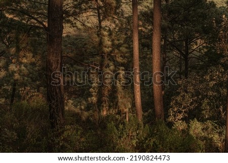 large forest in the sierra del tigre, Mazamitla Jalisco, Mexico Royalty-Free Stock Photo #2190824473