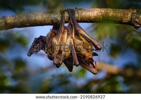 Straw-coloured fruit bat, Eidolon helvum, on the the tree during the evening, Kisoro, Uganda in Africa. Bat colony in the nature, wildlife. Travelling in Uganda. Royalty-Free Stock Photo #2190826927