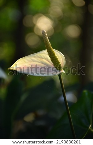 A white flamingo flower or anthurium flower blooming between sunshine in the morning on bokeh background.  Royalty-Free Stock Photo #2190830201