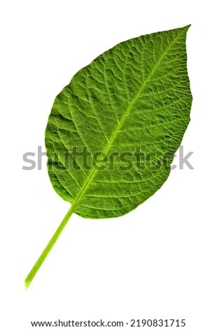 Fresh green single leaf just plucked from the branch, isolated on white background with high resolution