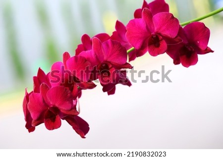Purple color orchid flowers with green bokeh and white background
