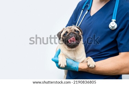 Cropped image of handsome male veterinarian doctor with stethoscope holding cute happy funny pug puppy in arms in veterinary clinic on white background. banner copy space. Royalty-Free Stock Photo #2190836805