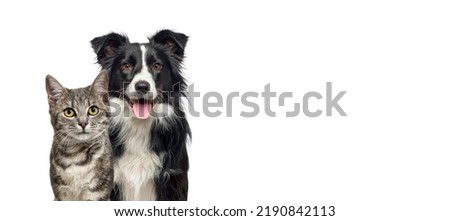 Grey striped tabby cat and a border collie dog with happy expression together isolated on white, banner framed looking at the camera Royalty-Free Stock Photo #2190842113