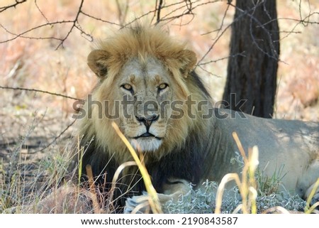 Black maned Kalahari lion in Botswana Africa