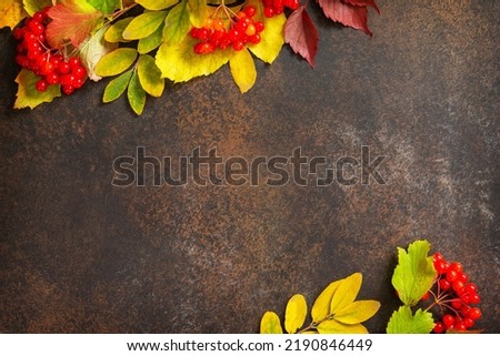 Seasonal background. Autumn composition with autumn maple leaves and berries on a slate dark background. Top view flat lay background with copy space.
