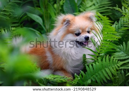 A beautiful spitz sits in a fern bush. Green background