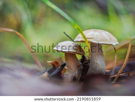 beautiful mushrooms obabok in a fabulous forest