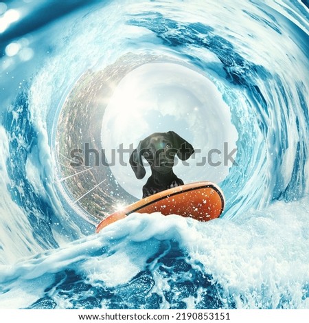 Look at world. Collage with cute Dachshund puppy surfing on wave in ocean or sea on summer holidays with colorful flower chain. Concept of rest, sport, travel, ad, emotions. Animal lifestyle