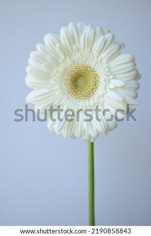 Beautiful Soft Close Up Photography of White Gerbera Flower or African Daisy Flower for Background and Wallpaper