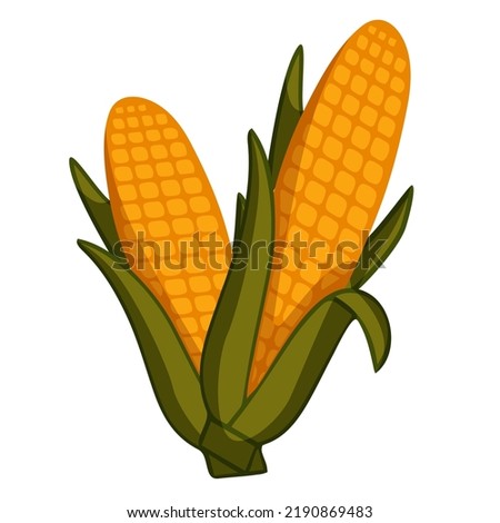Two fresh corn. Autumn harvest. Vector illustration