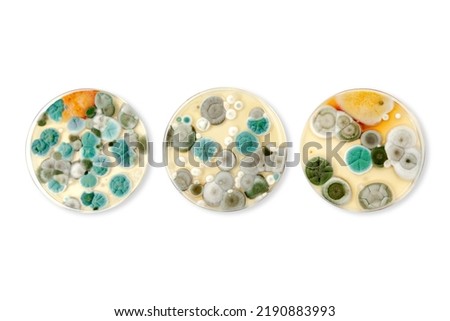 Mold samples isolated on white background. Copy space for your text. A petri dish with colonies of microorganisms for bacteriological analysis in a microbiological laboratory. Close up view of mould Royalty-Free Stock Photo #2190883993