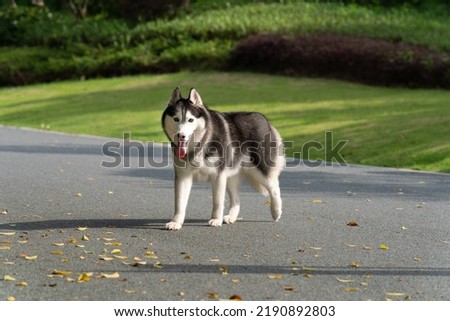 Siberian husky dog walking on the road outdoors..