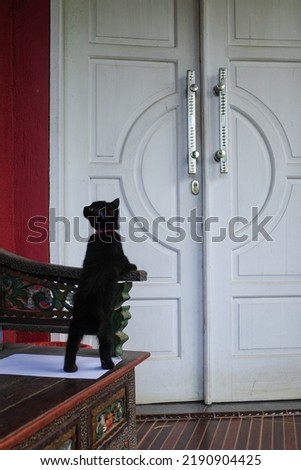 black kitten playing on the terrace