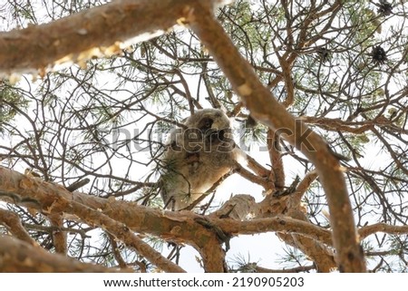 Chick  Long-eared owl perched on a tree branch