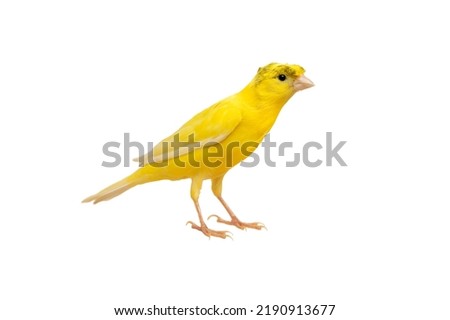beautiful canary isolated on white background Royalty-Free Stock Photo #2190913677