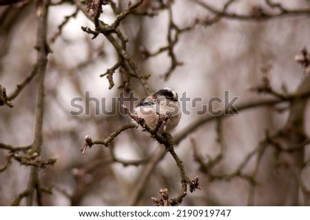 The small and awesome Long-tailed tit, Aegithalos caudatus, perching on the branch of wild fruit tree  during a gloomy morning of late winter in Europe.