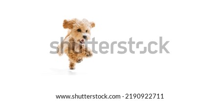 Playful puppy, little Maltipoo dog running, playing isolated over white background. Concept of care, animal life, health, show, breed of dog. Copy space for ad Royalty-Free Stock Photo #2190922711