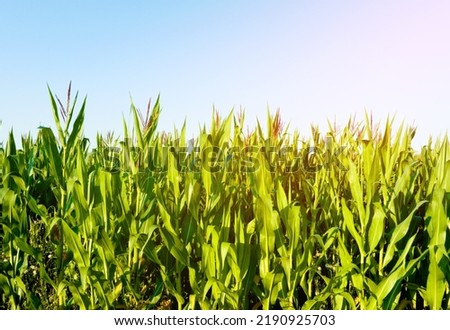 Corn field background. Corn on the green stalk in the field. Maize plant and sweetcorn. Corncob in cornfield at farm. Harvest season. Green leaves and corn background. Fodder maize and grain crop.  Royalty-Free Stock Photo #2190925703
