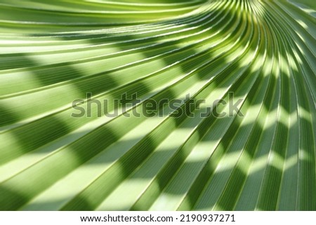 Abstract texture background.  Palm leaf. Beautiful light shadow on a large palm leaf. Tropical leaf texture. Striped  palm foliage in rain forest. Palm leaves. Sun shining on a radiating green leaf