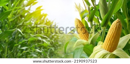 Corn cobs in corn plantation field. Royalty-Free Stock Photo #2190937523