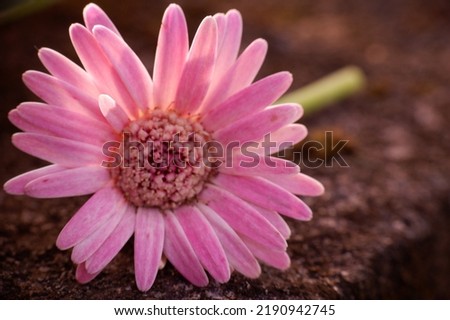 selective focus pink flowers of Glorious Gerbera (Barberton Daisies) in spring, subtropical plants in the garden 