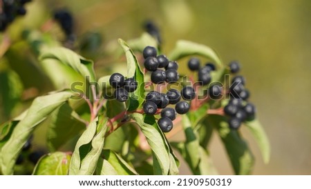 Bloody dogwood (Cornus sanguinea) berries, growing. Summer season.