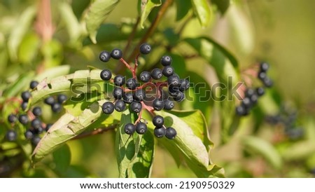 Bloody dogwood (Cornus sanguinea) berries, growing. Summer season.