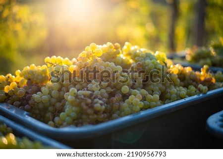 Green vine grapes. Grapes for making wine in the harvesting crate. Detailed view of a grape vines in a vineyard in autumn, Hungary