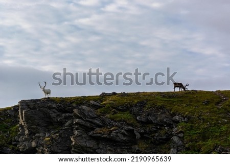 Reindeer grazing in Mageroya peninsula