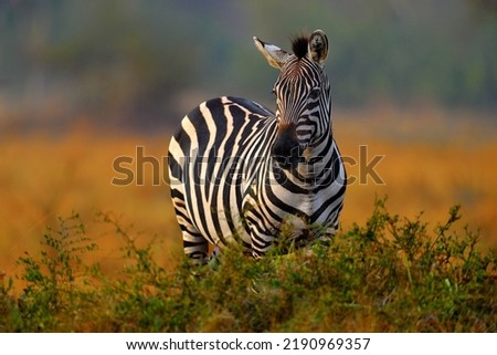 Africa sunset. Plains zebra, Equus quagga, in the grassy nature habitat with evening light in Lake Mburo NP in Uganda. Sunset in savanah. Animals with big trees. Royalty-Free Stock Photo #2190969357