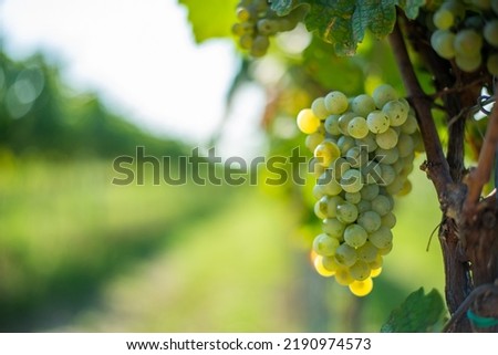 White grapes hanging from lush green vine with blurred vineyard background. The named of Rhine Riesling grapes at the harvest season, Hungary