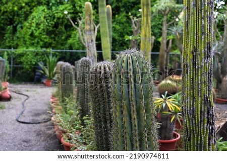 Many varieties of cactus park in Changhua City, Taiwan.