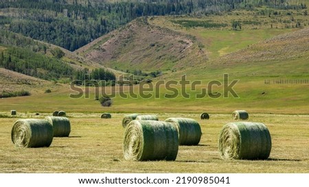 Green hay bales rolled in the summer.  Cultivated fields with multiple hay bales in the foreground with hills in the background.  Farmer's fields with green rolled hay bales and mountainous background