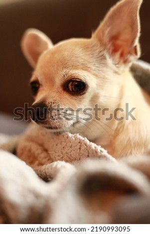 Close up portret of beige mini chihuahua dog
