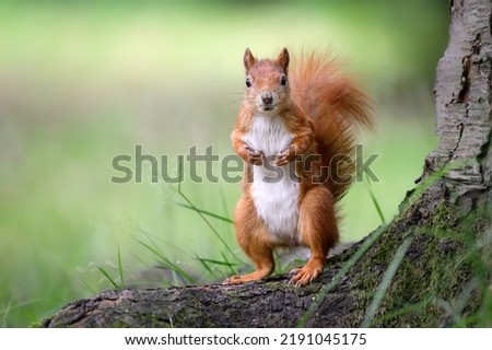 A squirrel sits on a tree stump in the forest. Royalty-Free Stock Photo #2191045175