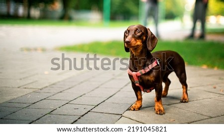 Dachshund dog. The brown girl is six months old. The dog stands against the background of blurred trees and alleys. The photo is blurred