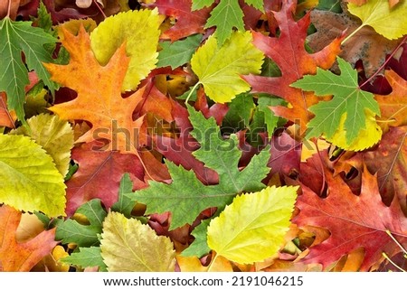Colorful various autumn fallen leaves on the ground. Yellow, orange, green and red october autumn leaves. Royalty-Free Stock Photo #2191046215