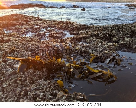 Feather boa kelp in a tide pool during a beautiful sunset