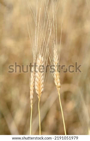Einkorn wheat - Latin name - Triticum monococcum Royalty-Free Stock Photo #2191051979