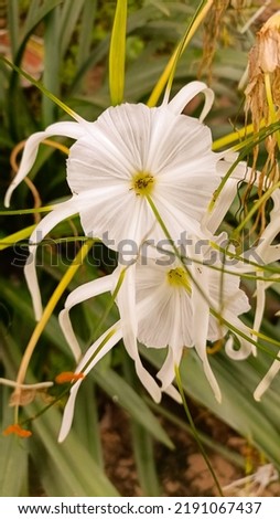 BEAUTIFUL WHITE COLOR FLOWERS IN THE PARK