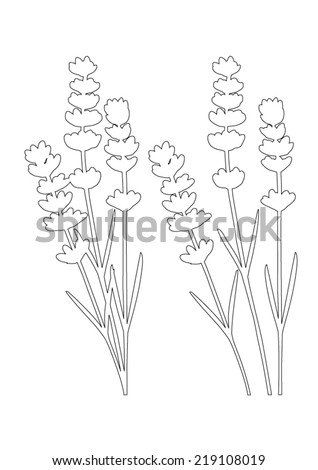 Bunch of lavender flowers and lavender flowers separated - black lines - vector 
