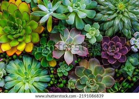 Echeveria Succulent plants gardening, top view, closeup. Green purple echeveria collection succulents, flat lay. Fairy Succulent Gardening print. Photo wallpaper. Discover the beauty of earth.  Royalty-Free Stock Photo #2191086839