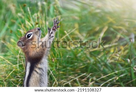 Funny chipmunk holding arms up in the air