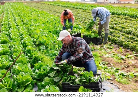 Focused seasonal agricultural worker picking ripe green chard and arranging in box during spring harvest on farm field.. Royalty-Free Stock Photo #2191114927