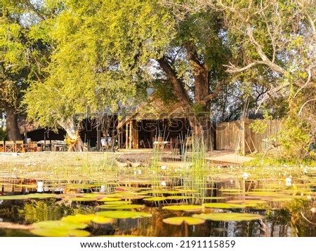 Water lily pond on Okavango Delta wetland with restful shelter under tree in Botswana.
