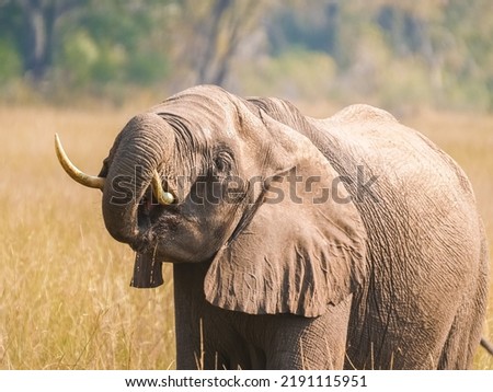 Elephant comprising adult and juveniles wading through swamp feeding in Botswana Okavango Delta.