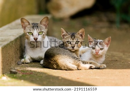three cats sitting in ground stock photo.
