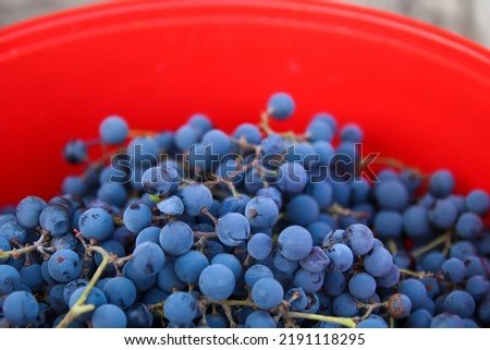 Defocus blue grape on red background. Red wine grapes background. Vineyard. Out of focus.