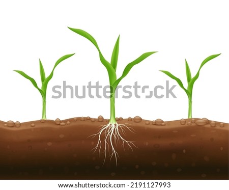 Corn seedlings with underground roots. Maize growth popular grain crop that is used for cooking or processing as animal food. Agriculture concept. Use ad the agricultural industry. Vector EPS10. Royalty-Free Stock Photo #2191127993